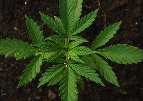 california marijuana canabis growing