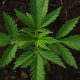california marijuana canabis growing