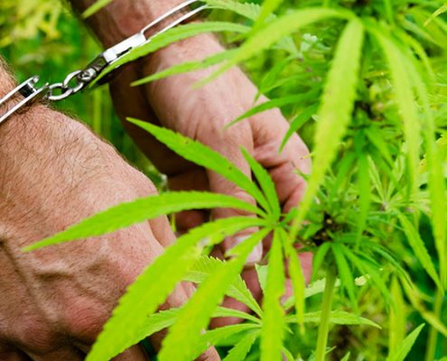 cannabis-marijuana- growers-law legal