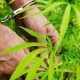 cannabis-marijuana- growers-law legal