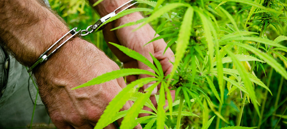 cannabis-marijuana- growers-law legal