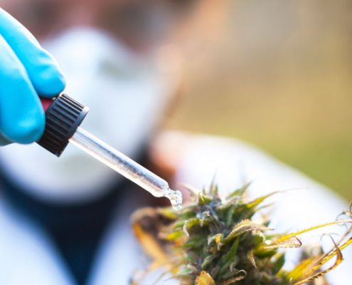 medical marijuana cannabis bi polar