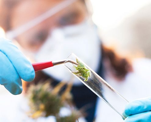 medical marijuana cannabis