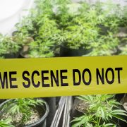 Santa Barbara County Police Shuts Down Illegal Cannabis Operation