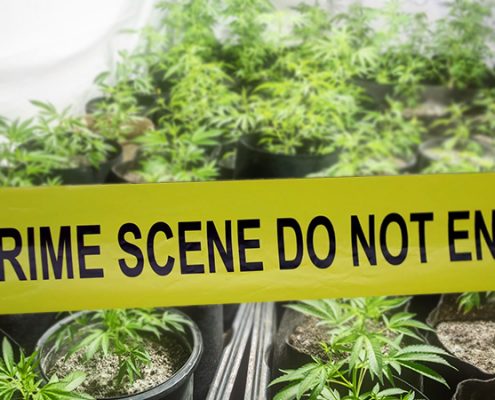 Santa Barbara County Police Shuts Down Illegal Cannabis Operation