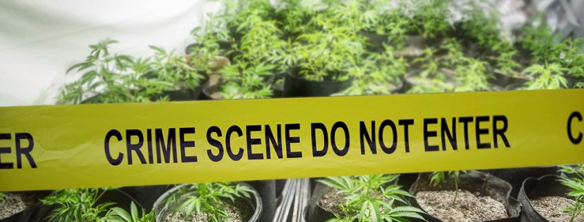 Santa Barbara County Police Shuts Down Illegal Cannabis Operation